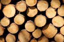 wood-trunks-1405527_640