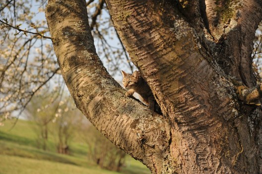 cat on a tree